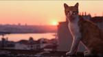 Kedi - sekretne życie kotów: pokaz przedpremierowy